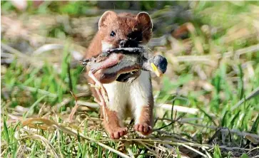  ?? DEPARTMENT OF CONSERVATI­ON ?? Stoats are deadly to wildlife, contributi­ng to the estimated 25 million native birds, eggs and chicks eaten each year by introduced predators.