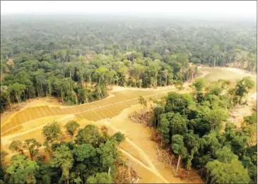  ??  ?? This photo taken on August 15, 2011, shows fields converted to oil palm crop in Kango, near Libreville, Gabon, in the Congo basin. Resentment persists in central Africa oil palm plantation­s that are slowly destroying the forests of the Congo Basin...