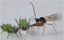  ?? Bild: Dirk Sanders ?? En parasitste­kel attackerar och lägger ägg i två bladlöss. Dess larver äter sedan upp bladlössen inifrån medan dessa ännu lever.
