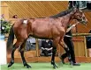  ?? PHOTO: PGG WRIGHTSON ?? Legendary Lover sold for $125,000 on Monday.