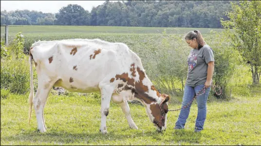  ?? Tony Dejak The Associated Press ?? Livestock devotee Arrissa Swails and her cow, Honey, in Jenera, Ohio, don’t have a Hancock County Fair in which to compete.