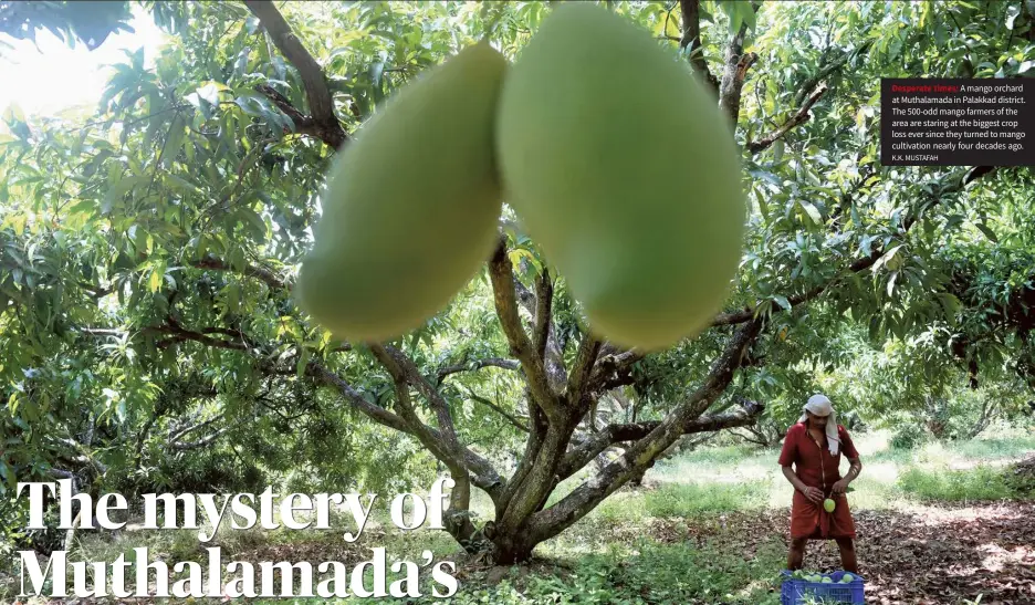 ?? K.K. MUSTAFAH ?? Desperate times: A mango orchard at Muthalamad­a in Palakkad district. The 500-odd mango farmers of the area are staring at the biggest crop loss ever since they turned to mango cultivatio­n nearly four decades ago.