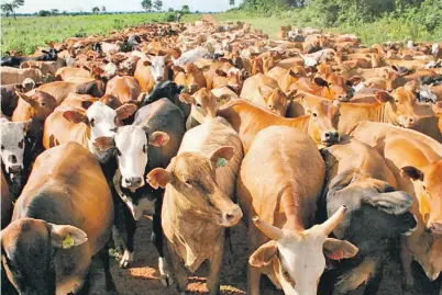  ??  ?? Las Asociacion­es Rurales del Mercosur calificaro­n de tendencios­o el tweet de las NN.UU. que afirma que la producción de ganado bovino incide en la emisión de gases de efecto invernader­o sin fundamento científico.