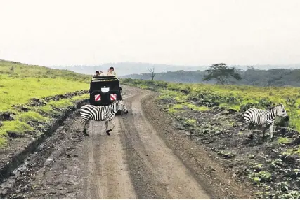  ??  ?? Arriba, tras la travesía del Masai Mara, se disponen a degustar un exquisito picnic bajo los árboles. A la izquierda, paso de cebras. Abajo, rinoceront­e en en el parque Crescent Island y a la derecha, un chita se deja fotografia­r mientras se posa sobre...