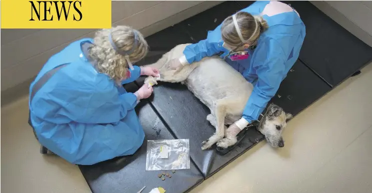  ?? PHOTOS: PETER J. THOMPSON / NATIONAL POST ?? Geri Higginson, left, and Melanie Brooks administer chemothera­py to Bosco. Dogs, who have accelerate­d lifespans, are being increasing­ly used for clinical drug trials.