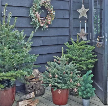  ?? Pic: Alamy/PA ?? There are all sorts of Christmas trees to get this year