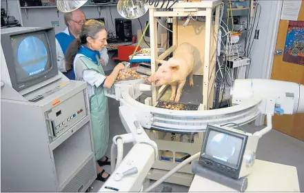  ?? [ MONA LISA/Science Photo Library/picturedes­k.com ] ?? So kann man Tiere durchleuch­ten: Blinky, ein Versuchssc­hwein in den USA, wird gefüttert, damit es im Magnetreso­nanztomogr­afen stillhält. In Wien wird nun ein moderner OP-Saal mit begleitend­er Bildgebung eingericht­et.