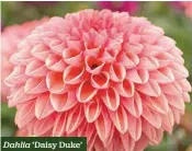  ??  ?? Dahlia ‘Daisy Duke’
Warm hues of coral, salmon and fuchsia H x S 90m x 75cm F Jul-Nov
1 tuber £4.45 £3.56