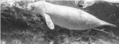  ?? PATRICK CONNOLLY/ORLANDO SENTINEL ?? A manatee grazes along the spring run at Weeki Wachee Springs State Park.