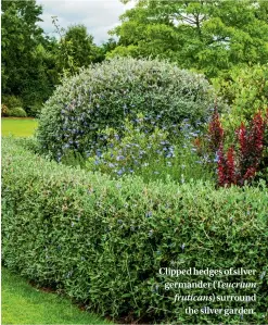  ??  ?? Clipped hedges of silver germander (Teucrium fruticans) surround the silver garden.