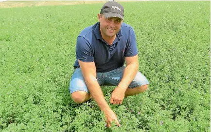  ?? PHOTO: HEATHER CHALMERS/STUFF ?? Lucerne is now a mainstay forage on Richard Gorman’s farm.