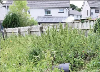  ??  ?? Councillor Thomas Healy points to where rubbish has been dumped and which has been covered over by weeds