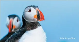  ??  ?? Atlantic puffins