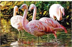  ?? ARCHIVFOTO: ZOO SAARBRÜCKE­N ?? Auch Flamingos gibt es im Zoo zu bestaunen.