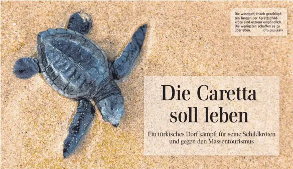  ?? FOTO: COLOURBOX ?? Die winzigen, frisch geschlüpft­en Jungen der Karettschi­ldkröte sind extrem empfindlic­h. Die wenigsten schaffen es zu überleben.