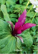  ??  ?? Trillium.