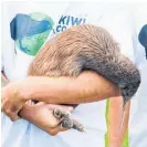  ??  ?? Kiwi handler Cam McInnes with a kiwi now making its home at Tahere.