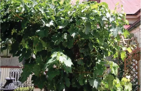  ?? PHOTOS: MIKE WELLS ?? CAREFUL: Your Thompson Seedless grape vine may only produce small, sultana grapes - nothing like the big, juicy supermarke­t offerings.