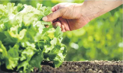  ?? Shuttersto­ck ?? Em Londrina, são 2,6 mil agricultor­es familiares: página na internet pretende fazer a ponte entre eles e as empresas de alimentaçã­o e gastronomi­a do município