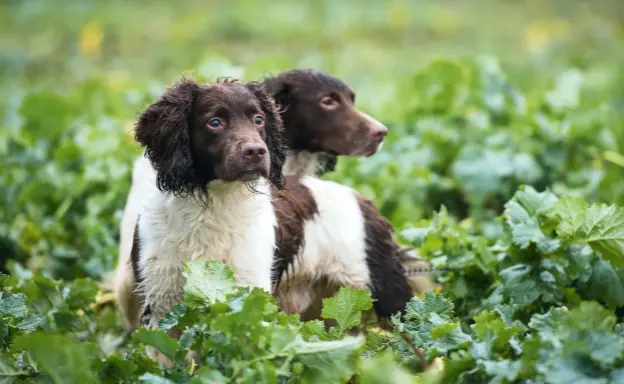  ??  ?? Above: springers are prominent amongst teams of retrievers on a partridge day. Below, inset: labradors cover the ground in a more natural way