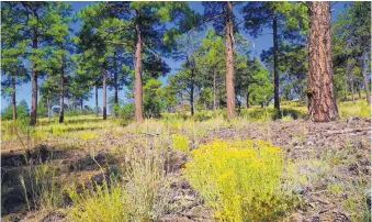  ?? ADOLPHE PIERRE-LOUIS/JOURNAL ?? Wildflower­s and grass grow in an area cleared by a Kirtland Air Force Base crew in the Manzanos.