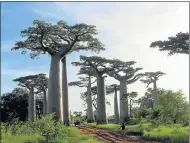  ??  ?? TREE CLIMATE: A cluster of baobab trees are being used to test future weather models