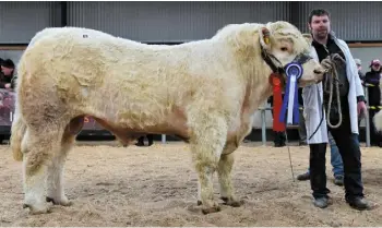  ??  ?? Islandview Mr T, Reserve Champion and second highest price bull, with exhibitor, Tommy Mc Laughlin from Lifford, Co Donegal; the bull sold for €6,400; (below) Paddy McDermot (handler) and Val Keane, Mohedian, Croghan, Boyle (exhibitor) with Moheedian...