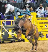  ??  ?? Like Texan Sterling Crawley, competing in saddle bronc riding in last season’s National Finals, the event in Las Vegas this December could find a hectic end.