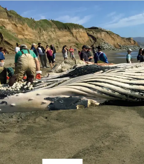  ??  ?? A dead whale in Pacifica, California, 2015, amid an ocean heat wave that disrupted the food chain in the Pacific