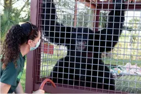  ??  ?? Care Manager Sarah Poirier interacts with Nigida, who also lives in a special-needs unit. The USDA cited Save the Chimps for not properly treating his toe, which was “dangling” with exposed bone.