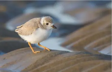  ??  ?? Top: Plum Island is home to protected birds, including the piping plover, and harbor seals.