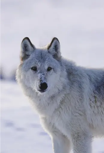  ??  ?? A wild grey wolf in Yellowston­e National Park