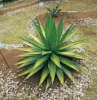  ??  ?? Maguey de Chapingo.