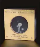  ??  ?? A sample of the actual penicillin mould created by Alexander Fleming.