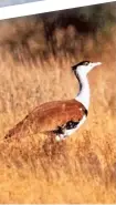  ?? ASEEM KOTHIALA ?? Great Indian Bustard.