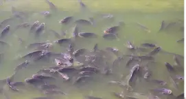  ?? ?? l Aseguran que ha bajado la mortandad de peces en lagos del Bosque de Chapultepe­c.