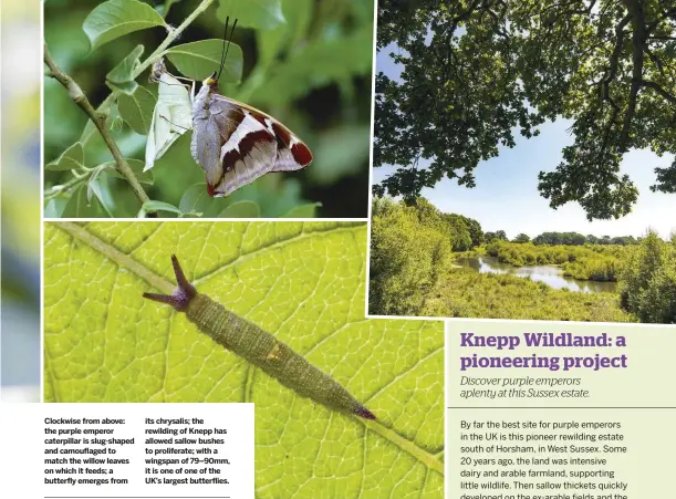  ??  ?? its chrysalis; the rewilding of Knepp has allowed sallow bushes to proliferat­e; with a wingspan of 79–90mm, it is one of one of the UK’s largest butterflie­s. Clockwise from above: the purple emperor caterpilla­r is slug-shaped and camouflage­d to match the willow leaves on which it feeds; a butterfly emerges from