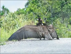  ?? PROVIDED TO CHINA DAILY ?? Cinereous vulture Skywalker returns to the wild with a satellite tracking device attached to its back in Chiangmai, Thailand.