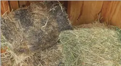  ??  ?? ASTHMA ATTACK: Moldy hay contains high levels of dusts that can trigger an allergic reaction in horses with heaves.