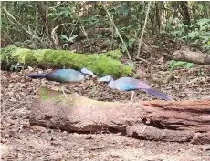  ?? ?? The endemic Bornean ground cuckoo spotted at Tabin Rainforest Lodge.