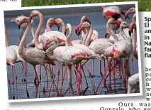  ??  ?? Sp Spanish outpost: El Rocio village an and hermitage in Coto Donana Na National Park, fam famous for its fla flamingos, left