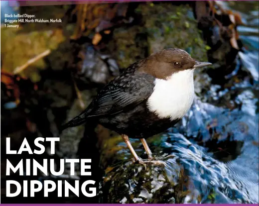  ??  ?? Black-bellied Dipper, Briggate Mill, North Walsham, Norfolk 1 January