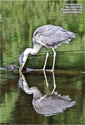  ??  ?? This grey heron was spotted at Elvaston Castle by David Humphries