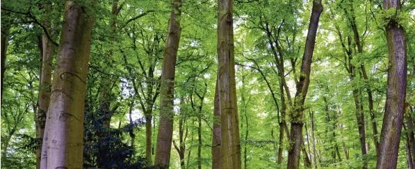  ?? Symbolfoto: Ida König ?? In ihrer Not schlafen obdachlose Menschen teilweise auch im Zelt im Wald.