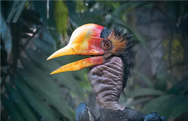  ??  ?? Sein Schnabel ist unter Wilderern sehr begehrt: Mit dem „roten Elfenbein“des Schildhorn­vogels lassen sich derzeit hohe Preise erzielen.