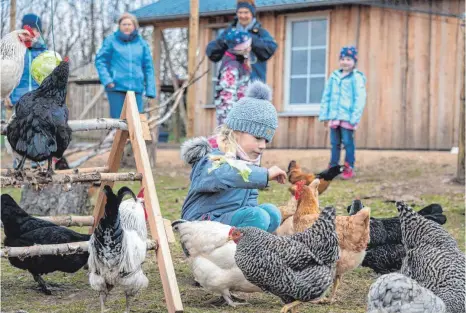  ?? FOTO: HARALD TITTEL/DPA ?? Antonia füttert und streichelt im Gehege mehrere von zur Zeit 20 Dorfhühner­n. In Eigenregie haben die Hühnerfans in 2020 am alten Sportplatz ein Hühnerhaus mit Gehege gebaut.