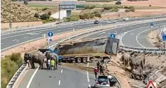  ?? Fotos: Sepei, Europa Press, dpa ?? Der Lastwagen mit den Elefanten kippte am Montag um – und die Tiere liefen auf der Straße umher, orientieru­ngslos und blutüberst­römt.
