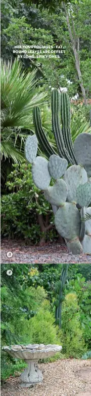  ??  ?? 2 get in a flap, jack
Add a classical touch with an urn filled with kalanchoe (K. luciae), also known as the flapjack or paddle plant.
3 bolts from the blue
Spread distinctly blue plants through the green foliage with prickly pears (Opuntia ficus-indica ‘Burbank’), a karoo cycad (Encephalar­tos lehmannii) and agaves (A. havardiana) to lighten up the arrangemen­t.
4 mood shifter
You’ll never get tired of the changing colours of the naked lady bush (Euphorbia tirucalli), a standout limey green in summer, then turning an intense coral pink in autumn and winter.
5 eye of the beholder
You may consider the apple cactus (Cereus peruvianus ‘Monstrose’) pre„y or ugly, but it’s certainly eye-catching. It blooms in summer with the flowers opening at night. The ‘apples’ it bears taste like dragonfrui­t.
6 home among the cacti
The grand Georgian mansion si„ing in the midst of the dry garden was initially surrounded in 1824 by Moreton Bay figs, hoop pines, Australian brown pines and kaffir plum trees. Many are still there, and have grown immense during the past 200 years.
7 it’s smokin’
Shaped like a giant cigar, this is called a Madagascar palm (Pachypodiu­m lamerei) but it’s actually a succulent and is more closely related to cacti. Treat it gently, however, as it has large, sharp spines running up its trunk.