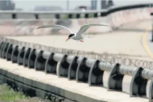  ?? JOE FUDGE/STAFF ?? This spring, thousands of seabirds will return to the HRBT to nest, only to find their nesting area paved over.