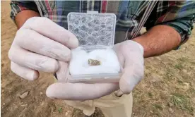  ?? ?? The 1.8m-year-old tooth found near Orozmani, Georgia. Photograph: David Chkhikvish­vili/Reuters